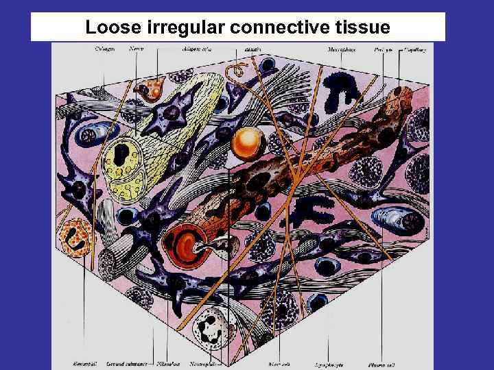 Рыхлая irregular connective tissue Loose волокнистая неоформленная 
