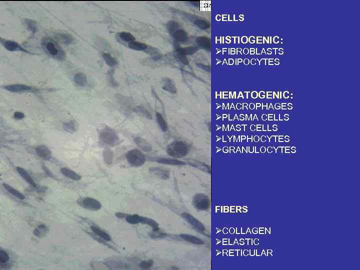 CELLS HISTIOGENIC: ØFIBROBLASTS ØADIPOCYTES HEMATOGENIC: ØMACROPHAGES ØPLASMA CELLS ØMAST CELLS ØLYMPHOCYTES ØGRANULOCYTES FIBERS ØCOLLAGEN