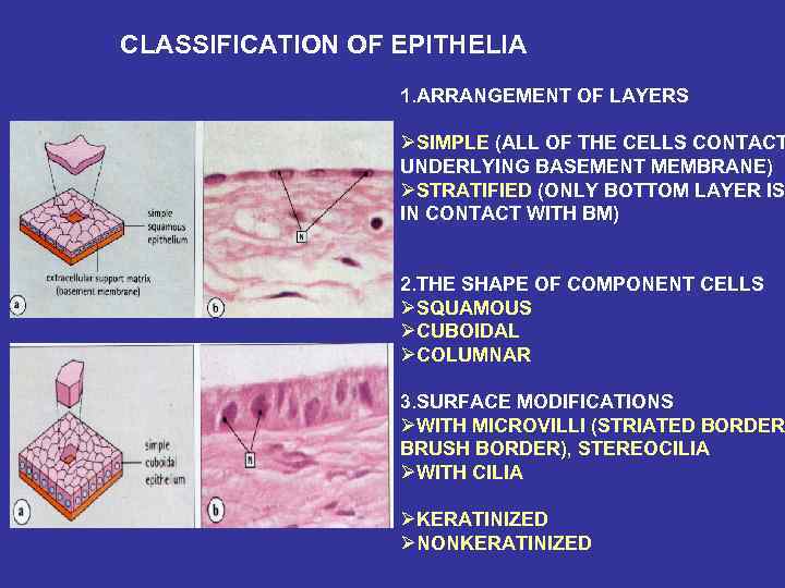 CLASSIFICATION OF EPITHELIA 1. ARRANGEMENT OF LAYERS ØSIMPLE (ALL OF THE CELLS CONTACT UNDERLYING