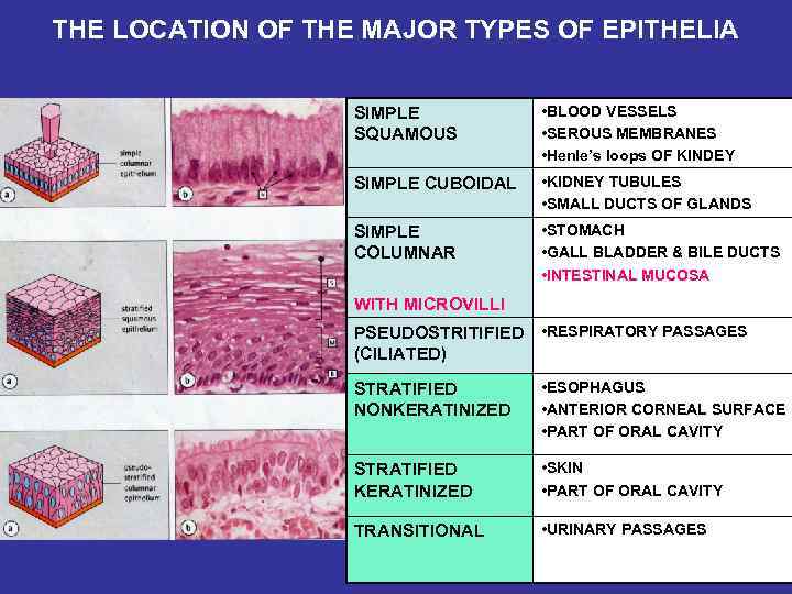 THE LOCATION OF THE MAJOR TYPES OF EPITHELIA SIMPLE SQUAMOUS • BLOOD VESSELS •