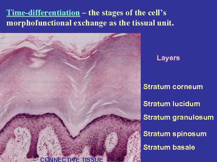 Time-differentiation – the stages of the cell’s morphofunctional exchange as the tissual unit. Layers