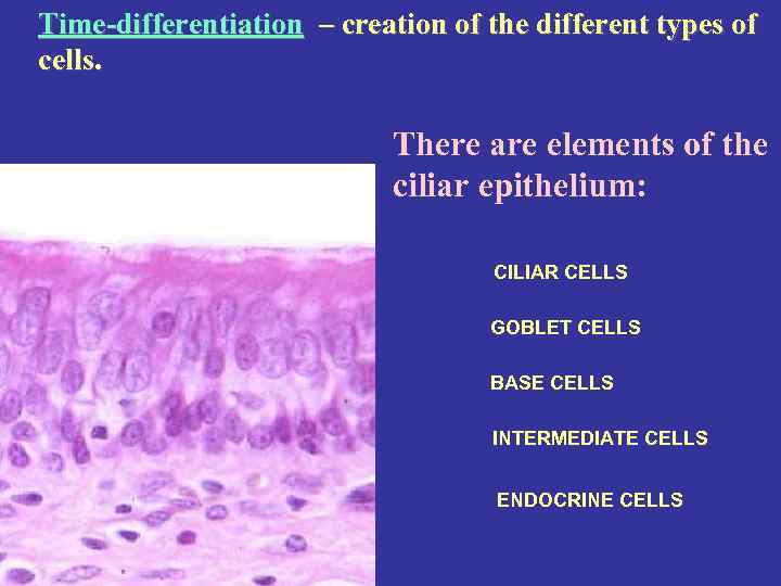 Time-differentiation – creation of the different types of cells. There are elements of the