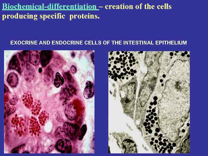 Biochemical-differentiation – creation of the cells producing specific proteins. EXOCRINE AND ENDOCRINE CELLS OF