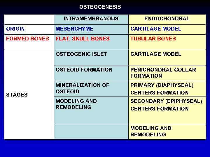 OSTEOGENESIS INTRAMEMBRANOUS ENDOCHONDRAL ORIGIN MESENCHYME CARTILAGE MODEL FORMED BONES FLAT, SKULL BONES TUBULAR BONES