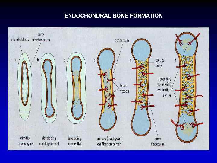 ENDOCHONDRAL BONE FORMATION 