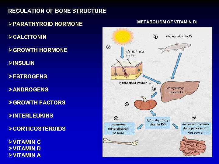 REGULATION OF BONE STRUCTURE ØPARATHYROID HORMONE ØCALCITONIN ØGROWTH HORMONE ØINSULIN ØESTROGENS ØANDROGENS ØGROWTH FACTORS