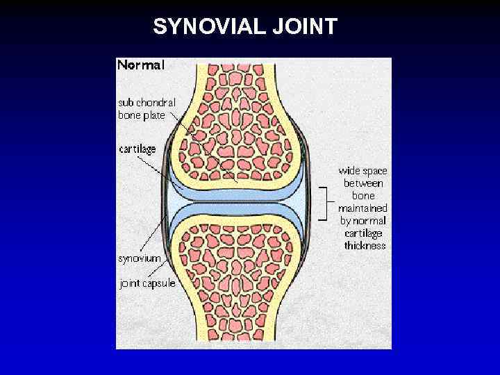 SYNOVIAL JOINT 