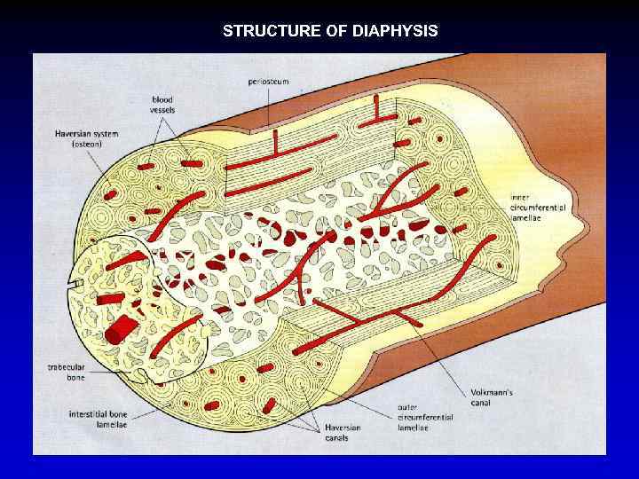 STRUCTURE OF DIAPHYSIS 