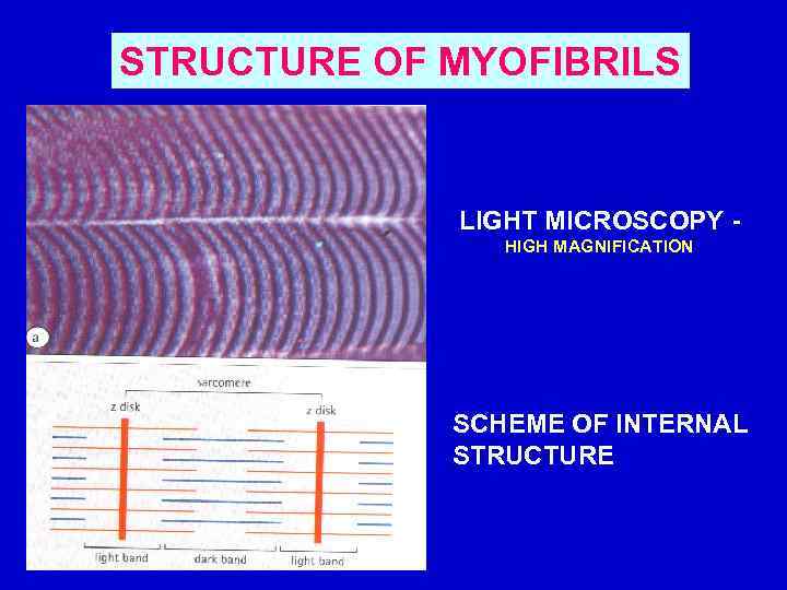 STRUCTURE OF MYOFIBRILS LIGHT MICROSCOPY HIGH MAGNIFICATION SCHEME OF INTERNAL STRUCTURE 