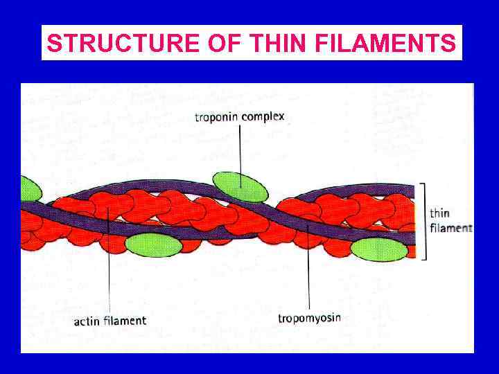 STRUCTURE OF THIN FILAMENTS 