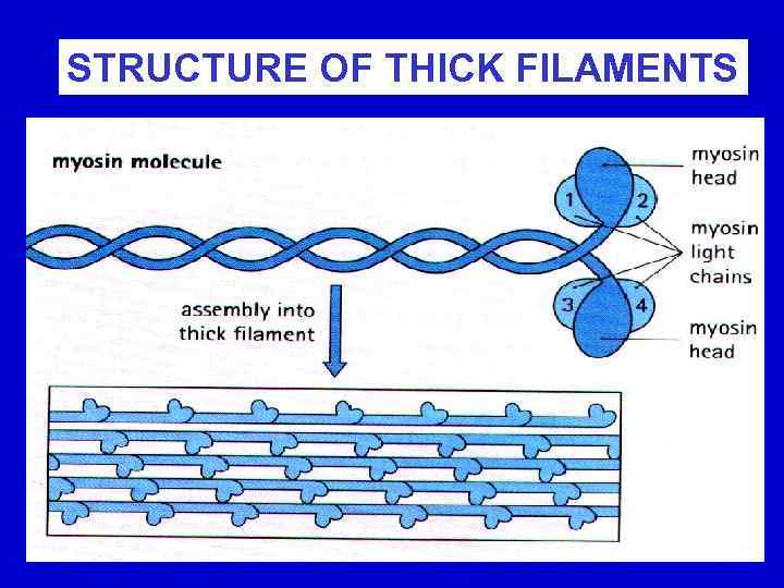 STRUCTURE OF THICK FILAMENTS 