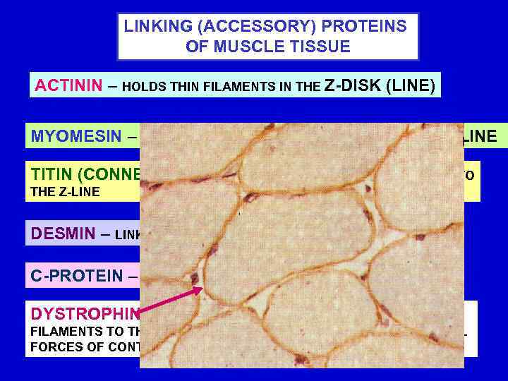 LINKING (ACCESSORY) PROTEINS OF MUSCLE TISSUE ACTININ – HOLDS THIN FILAMENTS IN THE Z-DISK