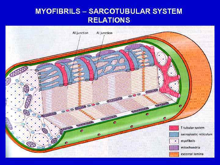 MYOFIBRILS – SARCOTUBULAR SYSTEM RELATIONS 