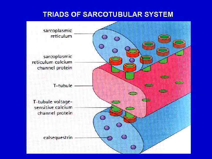 TRIADS OF SARCOTUBULAR SYSTEM 