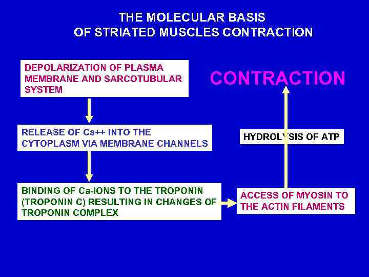 THE MOLECULAR BASIS OF STRIATED MUSCLES CONTRACTION DEPOLARIZATION OF PLASMA MEMBRANE AND SARCOTUBULAR SYSTEM