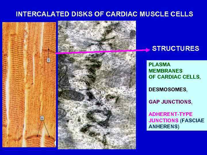 INTERCALATED DISKS OF CARDIAC MUSCLE CELLS STRUCTURES PLASMA MEMBRANES OF CARDIAC CELLS, DESMOSOMES, GAP