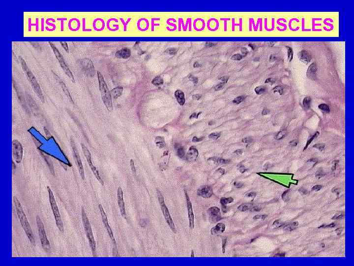 HISTOLOGY OF SMOOTH MUSCLES 