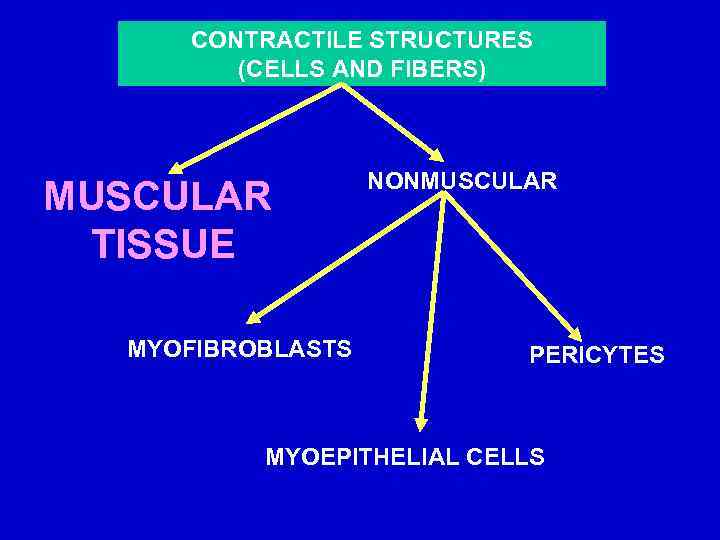 CONTRACTILE STRUCTURES (CELLS AND FIBERS) MUSCULAR TISSUE MYOFIBROBLASTS NONMUSCULAR PERICYTES MYOEPITHELIAL CELLS 