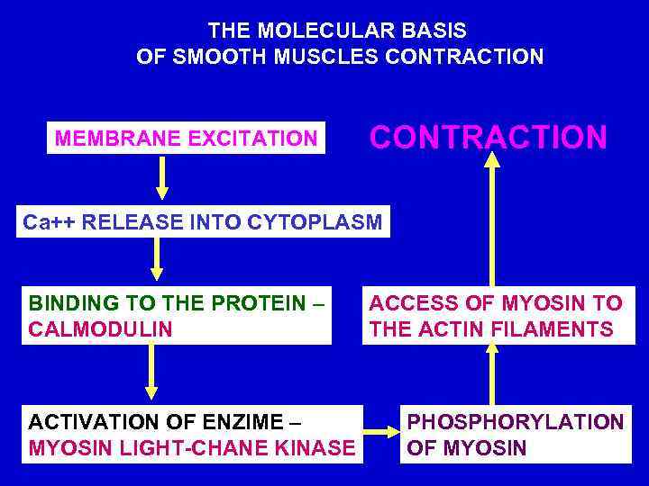 THE MOLECULAR BASIS OF SMOOTH MUSCLES CONTRACTION MEMBRANE EXCITATION CONTRACTION Ca++ RELEASE INTO CYTOPLASM