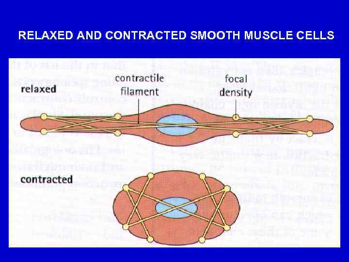 RELAXED AND CONTRACTED SMOOTH MUSCLE CELLS 