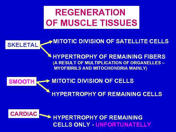REGENERATION OF MUSCLE TISSUES SKELETAL MITOTIC DIVISION OF SATELLITE CELLS HYPERTROPHY OF REMAINING FIBERS