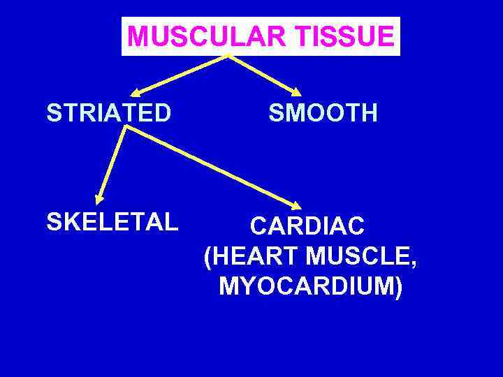 MUSCULAR TISSUE STRIATED SKELETAL SMOOTH CARDIAC (HEART MUSCLE, MYOCARDIUM) 