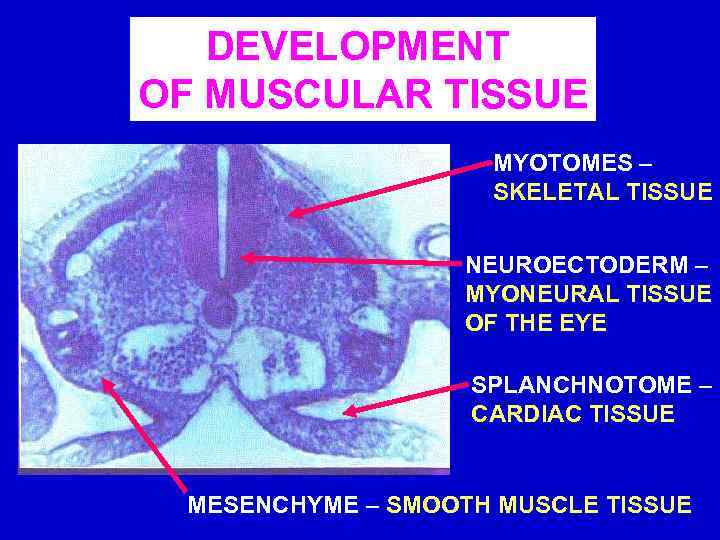 DEVELOPMENT OF MUSCULAR TISSUE MYOTOMES – SKELETAL TISSUE NEUROECTODERM – MYONEURAL TISSUE OF THE
