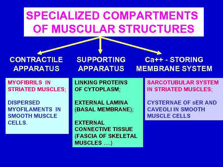 SPECIALIZED COMPARTMENTS OF MUSCULAR STRUCTURES CONTRACTILE APPARATUS SUPPORTING APPARATUS Ca++ - STORING MEMBRANE SYSTEM