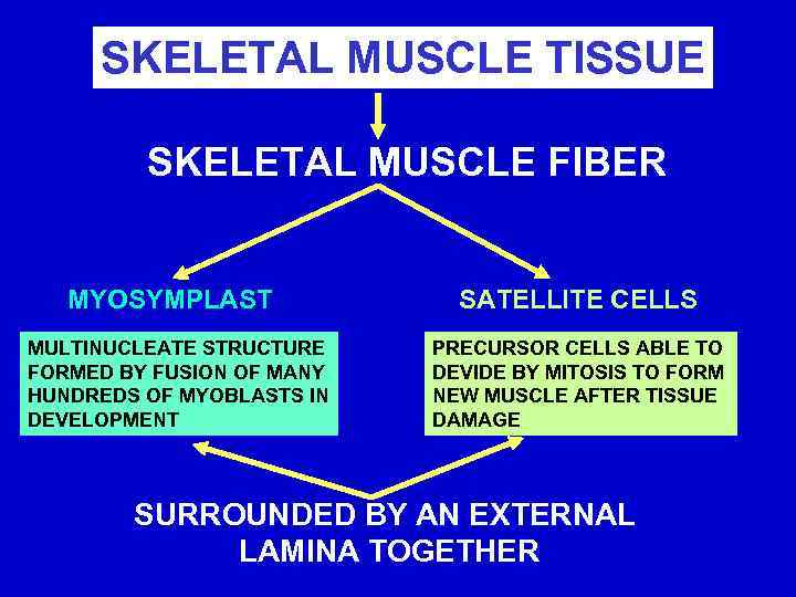 SKELETAL MUSCLE TISSUE SKELETAL MUSCLE FIBER MYOSYMPLAST MULTINUCLEATE STRUCTURE FORMED BY FUSION OF MANY