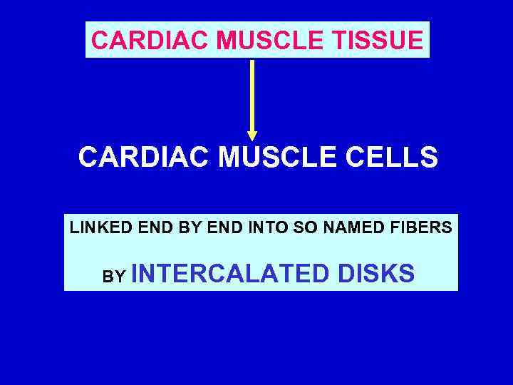 CARDIAC MUSCLE TISSUE CARDIAC MUSCLE CELLS LINKED END BY END INTO SO NAMED FIBERS