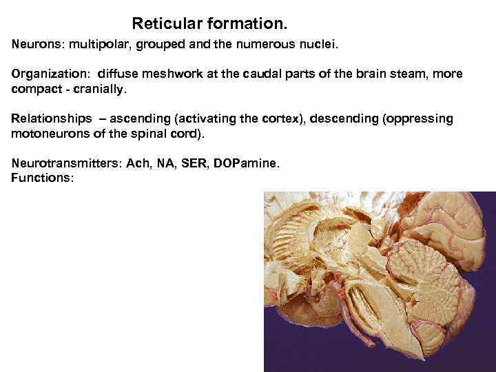 Reticular formation. Neurons: multipolar, grouped and the numerous nuclei. Organization: diffuse meshwork at the