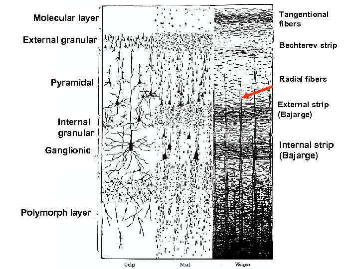 Molecular layer External granular Pyramidal Internal granular Ganglionic Polymorph layer Tangentional fibers Bechterev strip