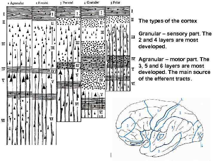 The types of the cortex Granular – sensory part. The 2 and 4 layers