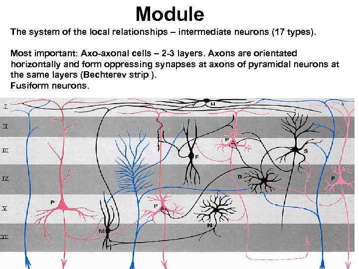 Module The system of the local relationships – intermediate neurons (17 types). Most important: