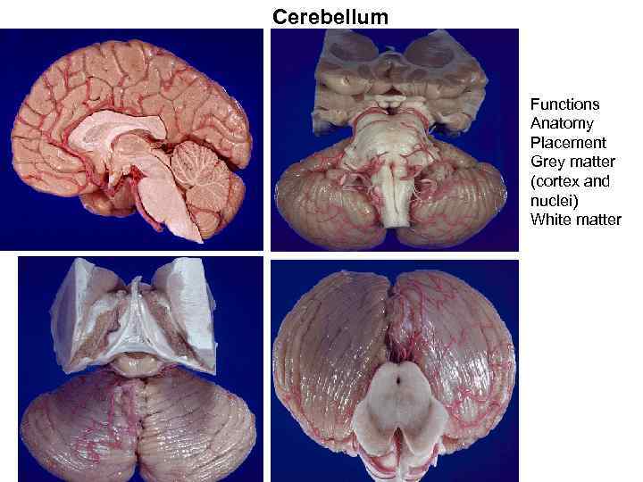 Cerebellum Functions Anatomy Placement Grey matter (cortex and nuclei) White matter 