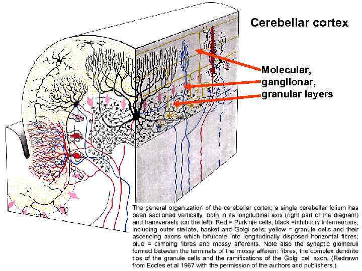 Cerebellar cortex Molecular, ganglionar, granular layers 