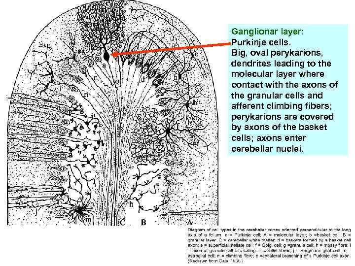 Ganglionar layer: Purkinje cells. Big, oval perykarions, dendrites leading to the molecular layer where