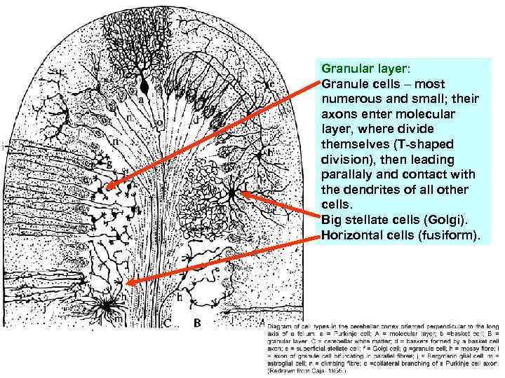 Granular layer: Granule cells – most numerous and small; their axons enter molecular layer,