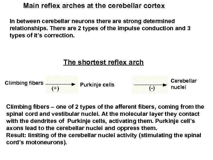 Main reflex arches at the cerebellar cortex In between cerebellar neurons there are strong