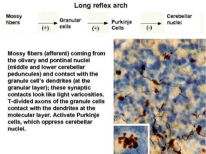 Long reflex arch Mossy fibers Granular cells Mossy fibers (afferent) coming from the olivary