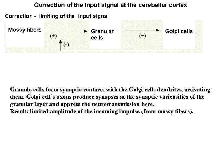 Correction of the input signal at the cerebellar cortex Correction - limiting of the