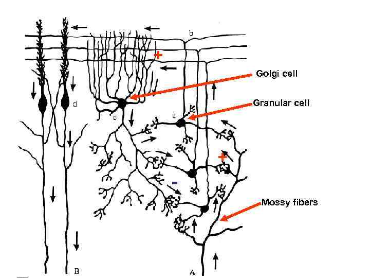 + Golgi cell Granular cell + Mossy fibers 