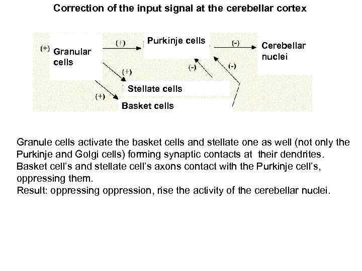 Correction of the input signal at the cerebellar cortex Purkinje cells Granular cells Cerebellar
