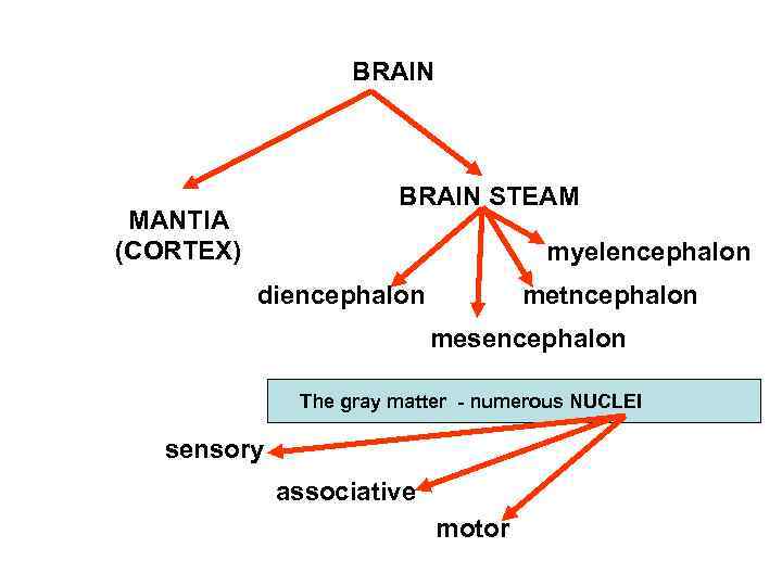 BRAIN STEAM MANTIA (CORTEX) myelencephalon diencephalon metncephalon mesencephalon The gray matter - numerous NUCLEI