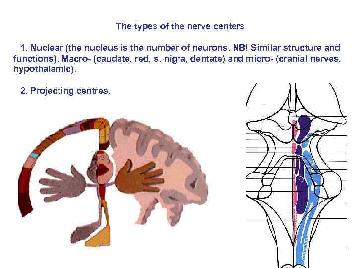 The types of the nerve centers 1. Nuclear (the nucleus is the number of