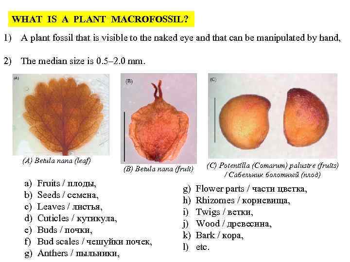 WHAT IS A PLANT MACROFOSSIL? 1) A plant fossil that is visible to the