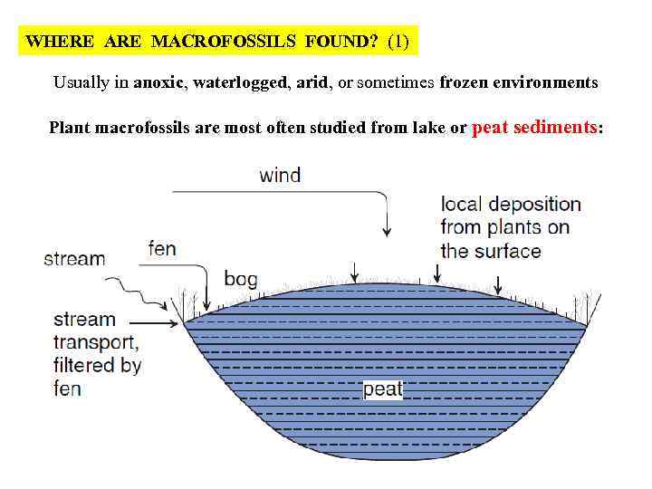 WHERE ARE MACROFOSSILS FOUND? (1) Usually in anoxic, waterlogged, arid, or sometimes frozen environments