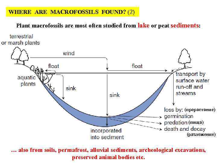 WHERE ARE MACROFOSSILS FOUND? (2) Plant macrofossils are most often studied from lake or