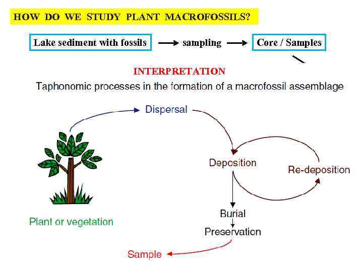 HOW DO WE STUDY PLANT MACROFOSSILS? Lake sediment with fossils Core / Samples INTERPRETATION