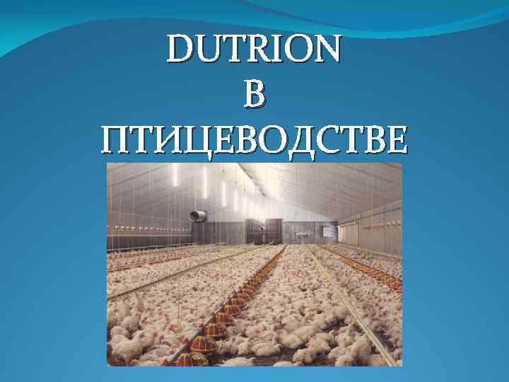 DUTRION В ПТИЦЕВОДСТВЕ 